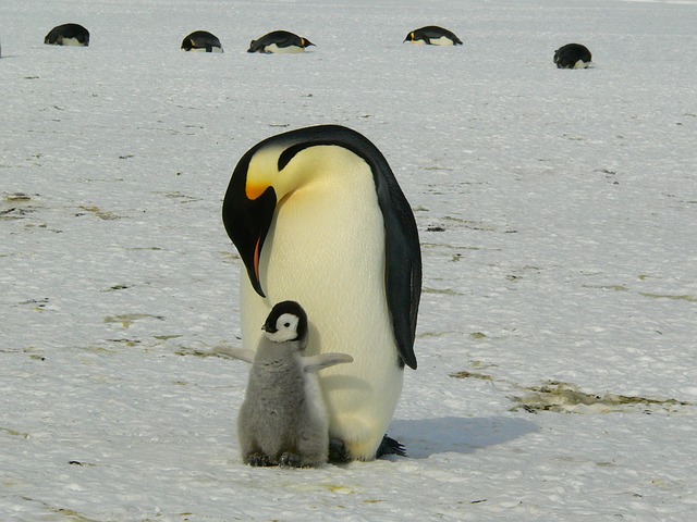 penguins-429134_640